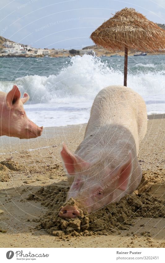 Two pigs on the beach of Mykonos Well-being Contentment Cure Spa Swimming & Bathing Retirement Coast Beach Ocean Greece Animal Farm animal Swine 2 Relaxation