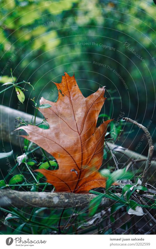 brown leaf with autumn colors in autumn season Leaf Brown Loneliness Isolated (Position) Ground Nature Natural Exterior shot Neutral Background Consistency