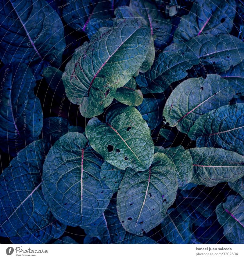 green and blue plant leaves in the nature in autumn Plant Leaf Blue Green Colour Multicoloured Garden Floral Nature Natural Decoration Abstract Consistency