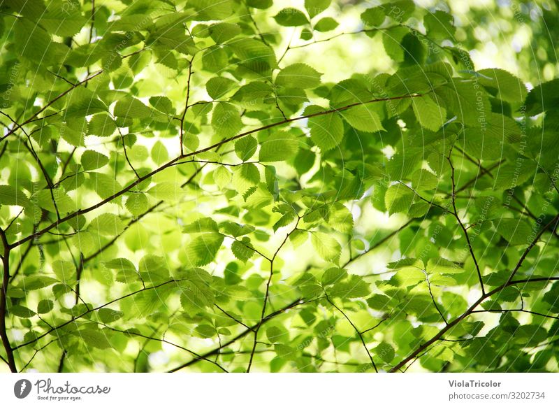 densely overlapping branches with green leaves and light falling through, view from below Gardening Energy industry Environment Nature Spring Summer Climate
