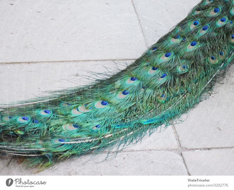 Peacock tail feathers Bird Peacock feather Feather Zoo Animal Vacation & Travel Park Esthetic pretty Blue Green Turquoise Luxury Tails Train Elegant Glimmer