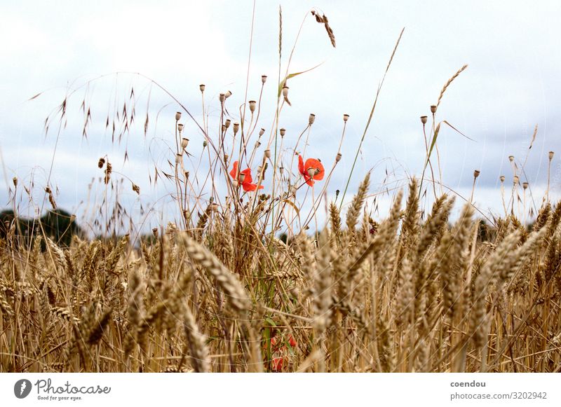 Poppies in the cornfield in front of dark clouds Food Nutrition Country life Thanksgiving Agriculture Forestry Environment Nature Landscape Plant Clouds Flower