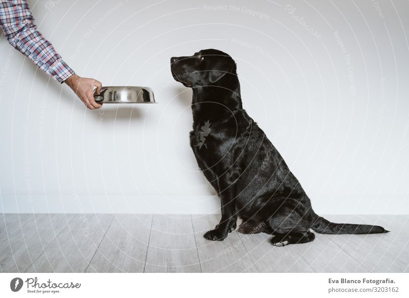 man hand holding a bowl of dog food. Beautiful black labrador waiting to eat his meal. Home, indoor Dog Lunch House (Residential Structure) retriever Diet