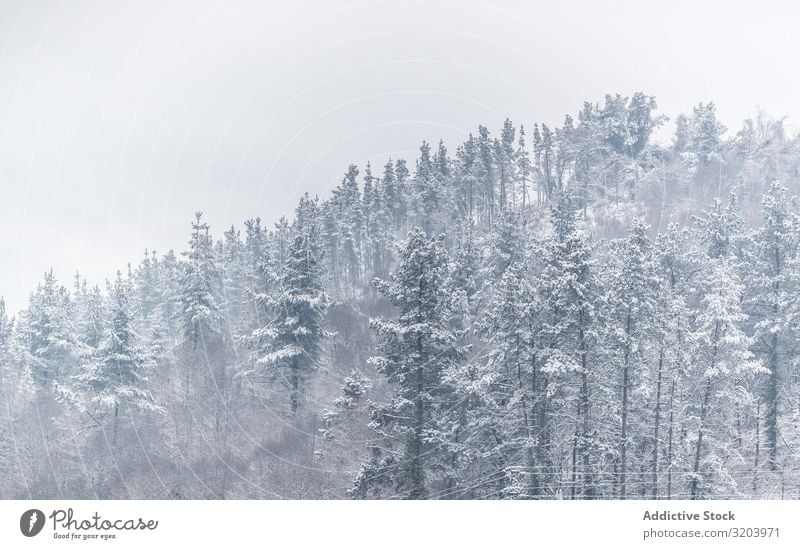 Tranquil snowy mountain terrain with woods Snowstorm Mountain coniferous Forest Haze Invisible Nature Landscape fir Seasons Silent Environment Hoar frost Spruce