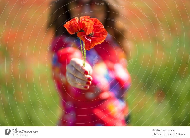 Blurred woman giving flower to camera Woman Poppy poppies Flower Field Summer Sunbeam Day Lifestyle Leisure and hobbies Blossom Red Blossom leave Meadow Rest