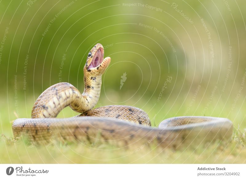 Python snake curled on ground Snake python Royal Reptiles serpent wildlife Animal predator Wild Spotted Lie (Untruth) Beautiful Tropical ball python regius