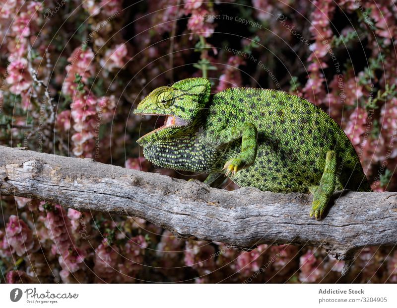 Chameleon sitting on branch Reptiles Exotic Lizard Green Animal wildlife Spotted Tropical fauna Wild Beautiful Sit Living thing Funny ugly Branch Tree venomous