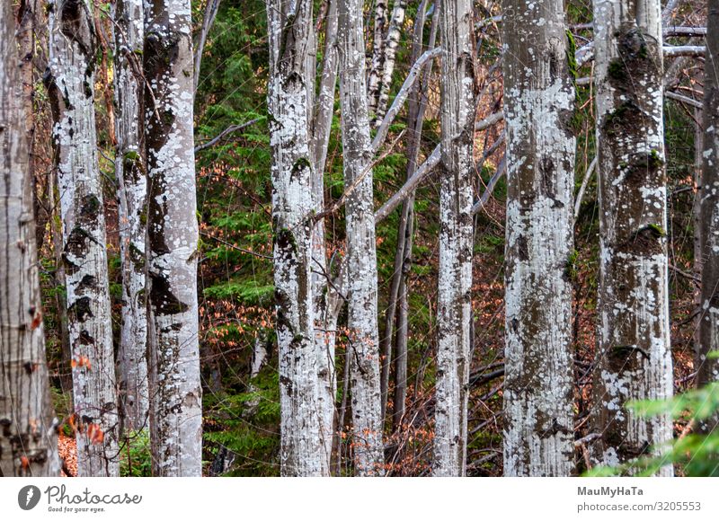 Beech Forest In Rainy Weather A Royalty Free Stock Photo From