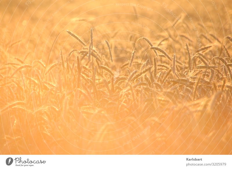 summer gold Summer Nature Field Cornfield Grain Nutrition extension Extend Grain field Sustainability sustainability sustainable lifestyle Harvest reap