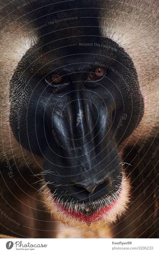 Closeup of a mandrill face (Mandrillus leucophaeus) Face Nature Animal Wild animal Zoo 1 Old Think Funny Smart Protection Loneliness mandrillus Monkeys
