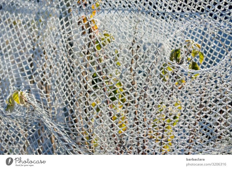 captured with - hung with Winter Ice Frost Snow Plant Bushes Garden Fence Metal Net Network Hang Growth Together Strong White Bizarre Cold Climate Nature