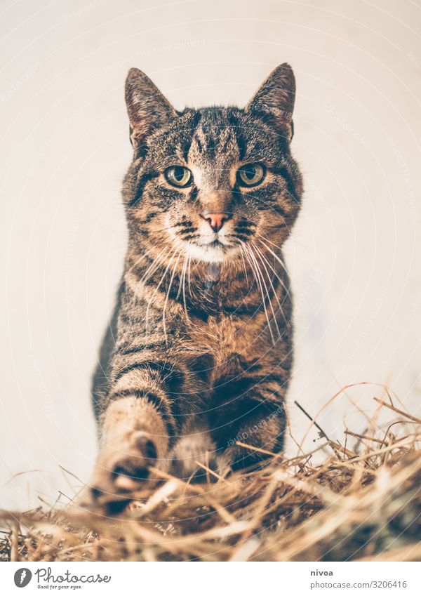 tabby Playing Nature Animal Pet Cat Animal face Pelt Claw Paw Animal tracks 1 Straw heap of straw Movement Discover To feed Illuminate Love Wait Free