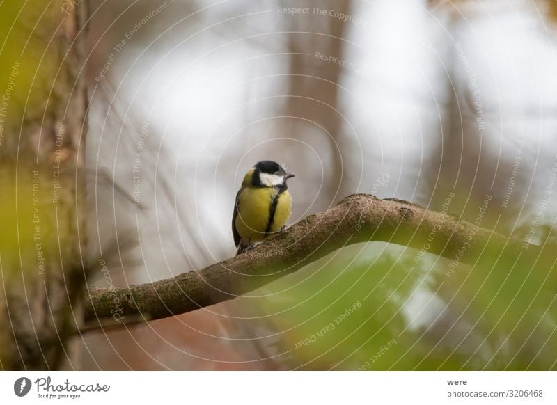 great tit on a branch in the forest Winter Nature Animal Bird Small Coal titre Parus Ater Periparus Ater winter bird bird feeding Branch of business branches