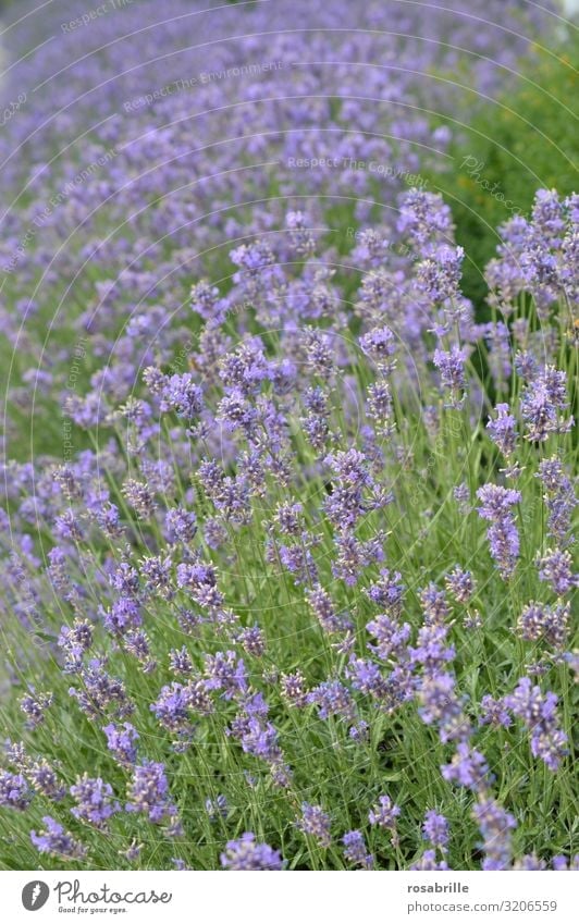 it smells like...  | Lavender Lavender field Plant blossom purple lilac Nature Natural flora Environmental protection ecology Fragrance Odor out fields