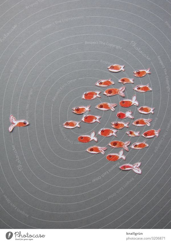 Swimming against the current Animal Fish 1 Flock Communicate Swimming & Bathing Exceptional Gray Orange White Emotions Effort Uniqueness Colour photo