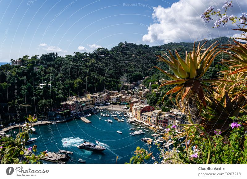 Portofino, viewed from Castle Brown Vacation & Travel Tourism Trip Sightseeing Summer Summer vacation Sun Plant Agave Boating trip Yacht Sailboat Harbour Rich