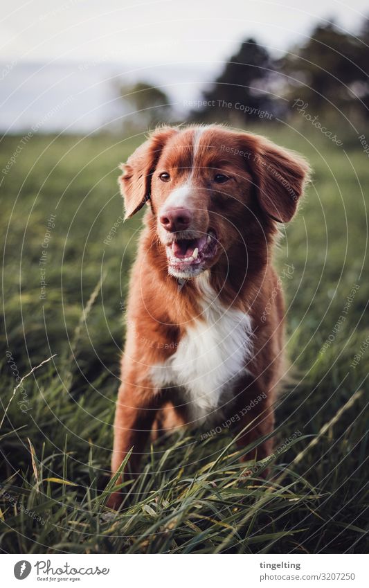 Toller in the field Nature Landscape Autumn Lawn Meadow Field Animal Pet Dog 1 Observe Smiling Free Cute Brown Green Red White