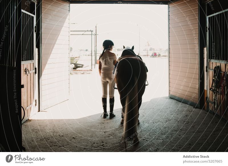Jockey leading horse out of stable woman jockey casual ready farm care animal rider barn mammal active activity professional saddle bridle sport harness walking