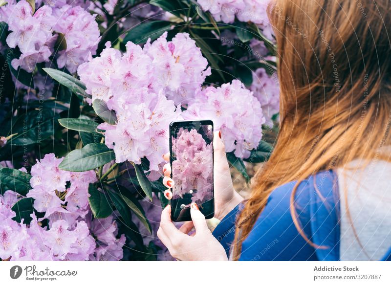 Woman picturing blooming flowers woman taking photo garden picture smartphone travel scotland summer camera technology spring pink tender gentle photography