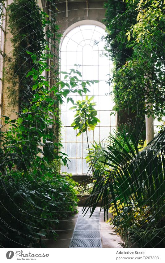 Interior of greenhouse with lush foliage old scotland arched conservatory window interior sunlight garden tree glass plant glasshouse summer architecture botany