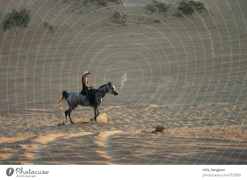 the desert lives Horse Dubai Arabien Rider Desert Sand