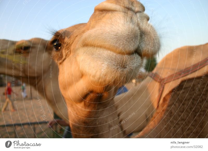 camels in dubai Camel Close-up Sky Grinning Desert