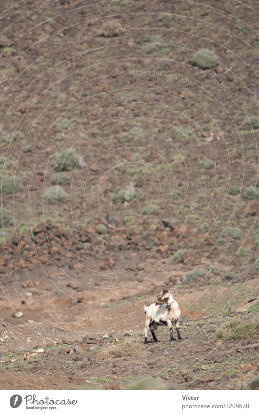 Goat (Capra aegagrus hircus). Jandia. Fuerteventura. Canary Islands. Spain. Animal Desert Farm animal 1 Loneliness animals arid biodiversity Canaries