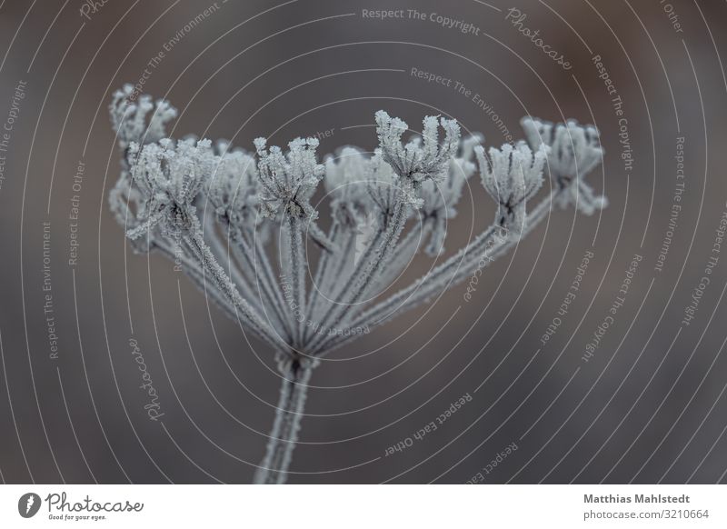 Withered with hoar frost Environment Nature Plant Winter Climate Ice Frost Blossom Freeze Faded Natural Brown Gray White Cold (c) Matthias Mahlstedt Bavaria