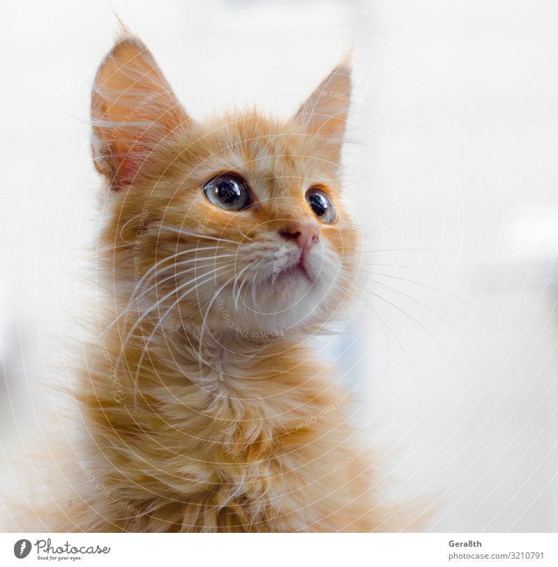 portrait of a red kitten on a light background looking up Animal Fur coat Pet Cat Blue Red White attantion blue-eyed eyes fluffy Kitten Looking up Colour photo