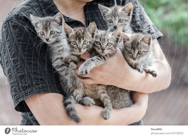 bunch of tabby kittens in female hands Human being Family & Relations Friendship Hand Animal Pet Cat Embrace Humanity adopt adopted adoption aerie armful brood