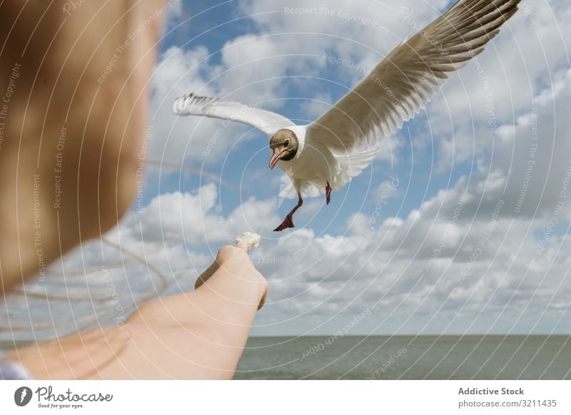 Girl feeding seagull on coast girl offer bread sky piece bird give crumbs seashore seaside kind sunny nida lithuania daylight white ocean young vacation travel