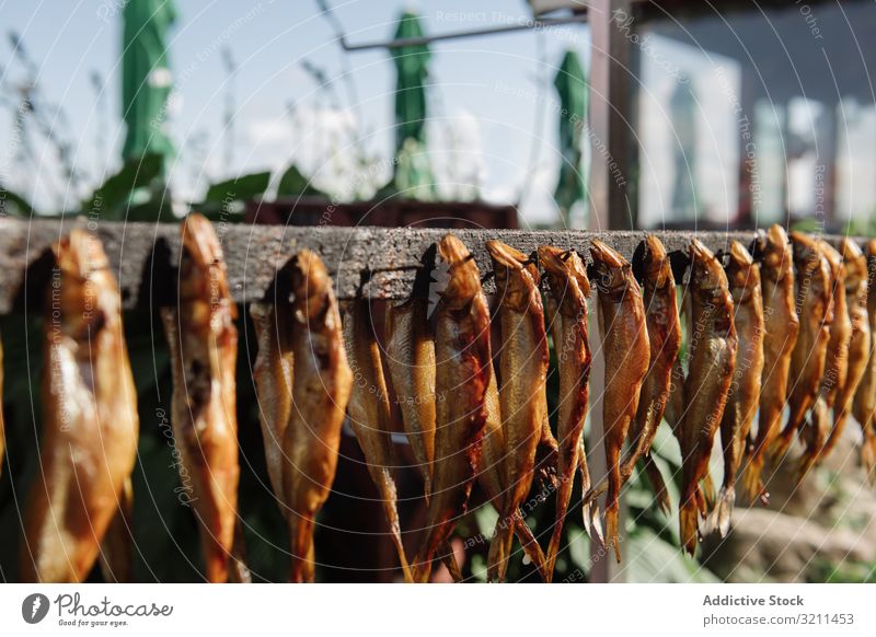 Row of smoked fish on wooden rail row market sun strip nida lithuania attached nails various seafood dried eviscerated fresh industry product gastronomy protein