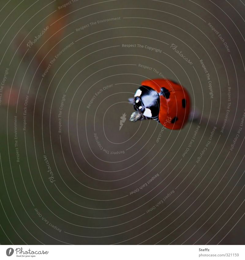 come to the top Ladybird top position Top Above Success Point Upward Willpower Target Objective achievement Single-minded height Completion Career Reach Geek