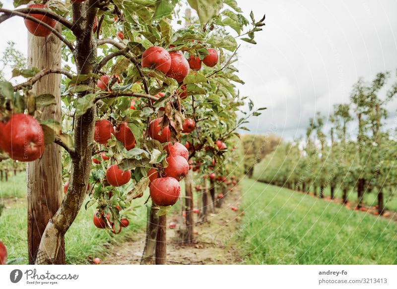 apple orchard Nature Plant Clouds Storm clouds Summer Autumn Tree Garden Healthy Juicy Green Red Success Idyll Joie de vivre (Vitality) Optimism Environment