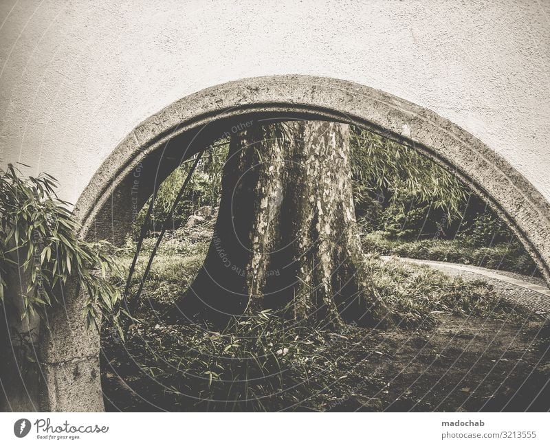 Archway in front of a tree trunk Tree trunk Nature bridge Goal Contrast Environment Bamboo Chinese Garden Park Landscape Deserted Exterior shot Plant
