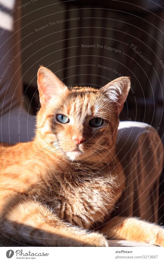 Orange domestic cat relaxes in the sun on a chair Animal Pet Cat Animal face 1 Blue orange cat relaxed cat Domestic cat green eyes shorthaired cat tabby