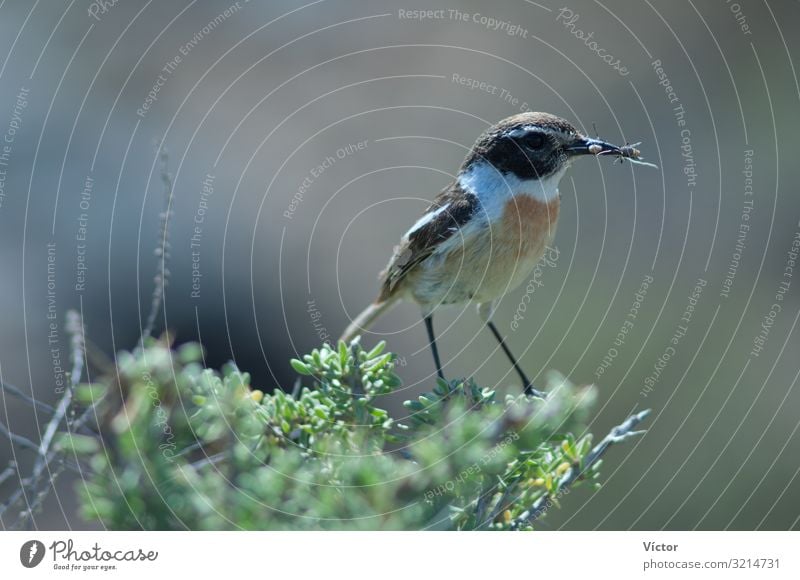 Canary Islands stonechat (Saxicola dacotiae). Male with food for its chicks. Esquinzo ravine. La Oliva. Fuerteventura. Canary Islands. Spain. Animal Bird 1