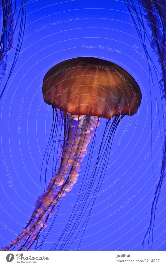 jellyfish Jellyfish Ocean Aquarium Underwater photo underwater world Tentacle venomously Threat Blue Orange floating Water Animal Colour photo Nature