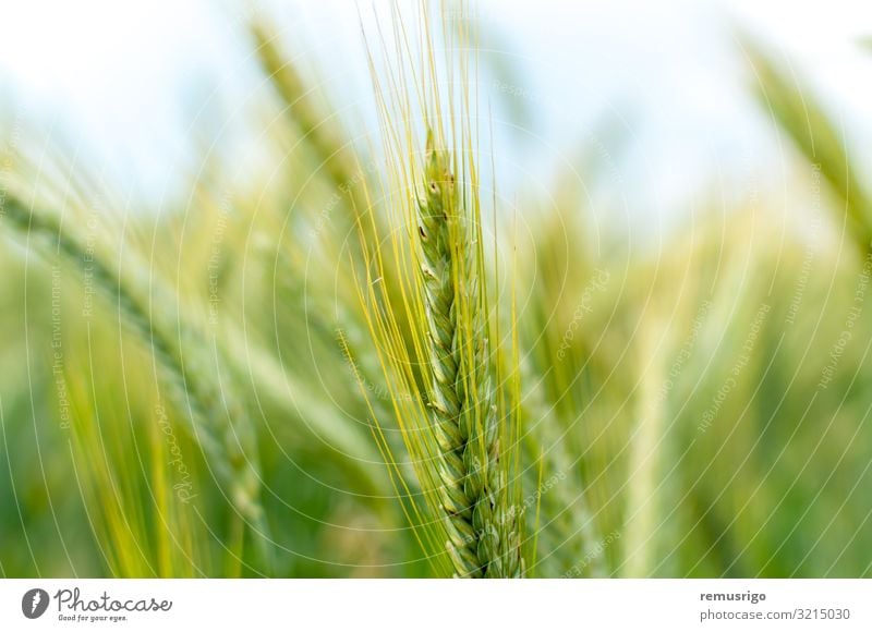 Close-up of green wheat Diet Nature Landscape Plant Fresh Green 2014 Timisoara agriculture Cereal Crops ear Farm field Flour food grain Harvest healthy Organic