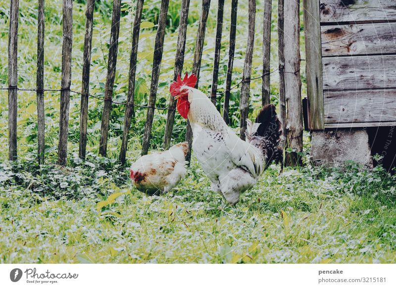 and... You got it? Nature Summer Beautiful weather Grass Garden Animal Farm animal 2 Idyll Wood Barn Gamefowl Barn fowl Rooster Peck Wooden fence