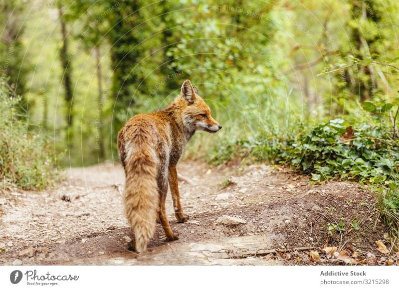 Fox walking through the woods freely Forest Nature Natural green Spring Landscape Tree Outdoor Park Environment Plant Path animal grass wild wildlife trees