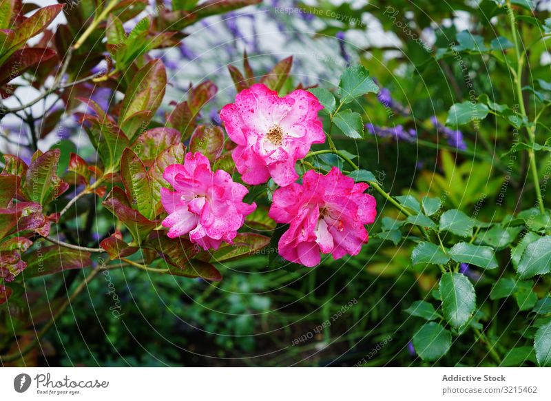 Various flowers growing in garden spring grass bloom park various flora summer plant idyllic blossom season petal delicate aroma scent fragrance smell green
