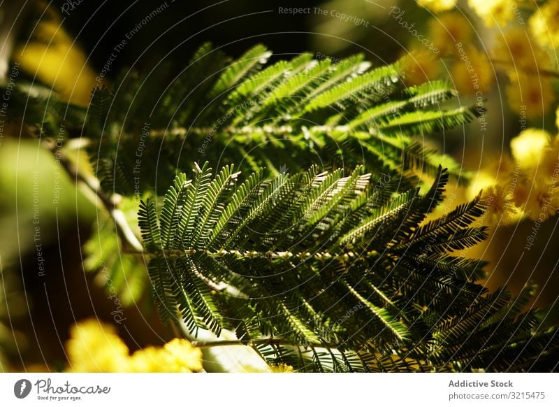 Branches of conifer tree in park twig growing spring evergreen blossom sprigs natural garden shadow delicate plant sunny daytime vegetation bush leaves fresh