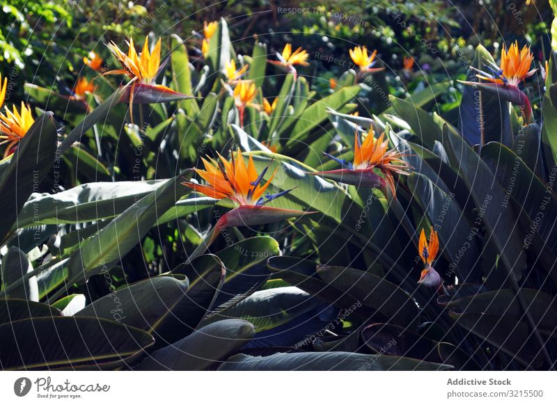 Flowerbed with bird of paradise flowers tropical park flowerbed leaves bloom strelitzia red green spring sunny daytime season nature garden exotic plant blossom