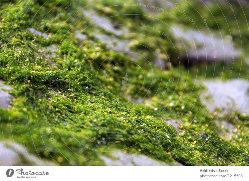 Closeup of green fluffy moss on stone closeup natural nature growth wet beautiful plant lichen forest surface sheaf season colorful moist spore covered wild