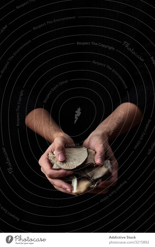 White mushrooms in hands on black background growing gathered plant white forest nature food fungus fresh brown natural edible flora organic raw beautiful cap