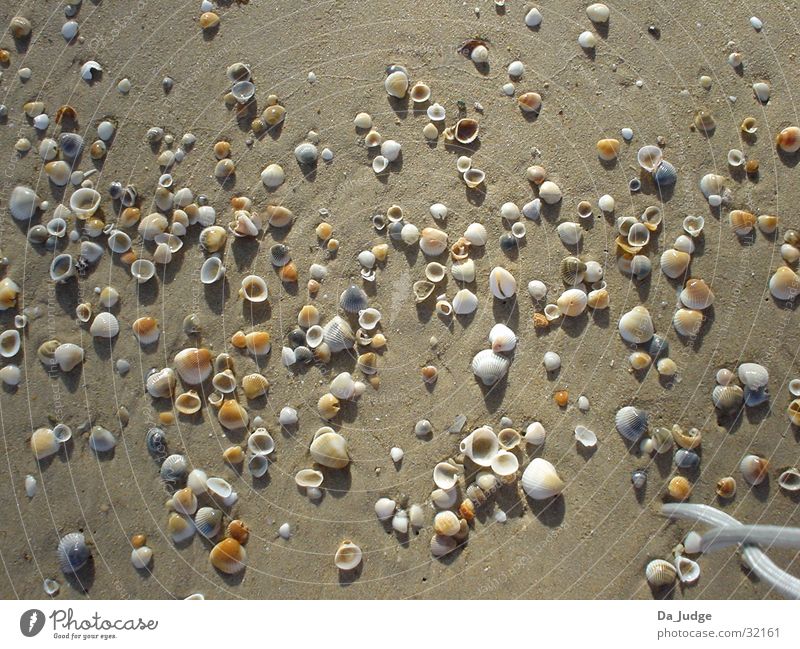shell beach Mussel Beach Ocean Success Water Sand Sun
