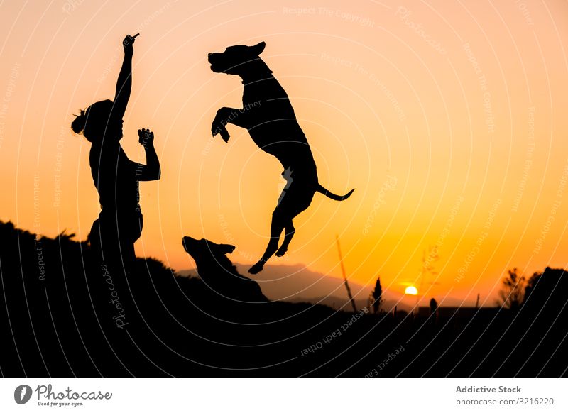 Female playing with dog at hilly area in evening silhouette woman sunset jump train high orange nature wild free treat female field off lead meadow exercise