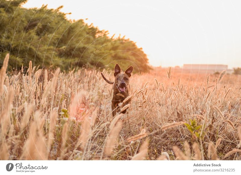 Dog running free off lead on field dog sunset meadow red orange grass animal nature walk wild forest pet calm countryside canine dusk big rays herbage pasture