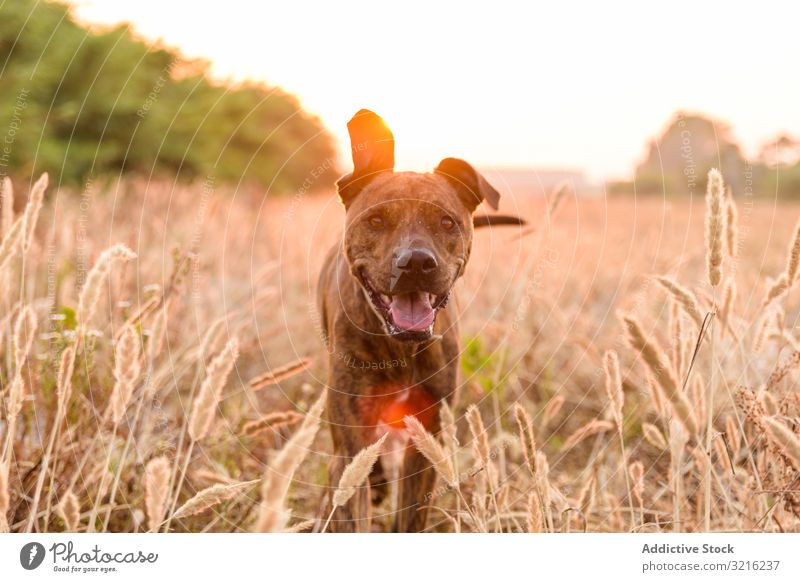 Dog running free off lead on field dog sunset meadow red orange grass animal nature walk wild forest pet calm countryside canine dusk big rays herbage pasture